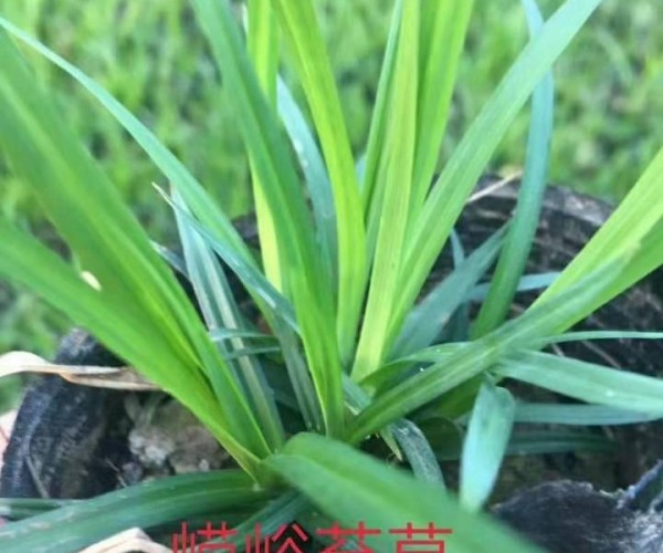 嶗峪苔草