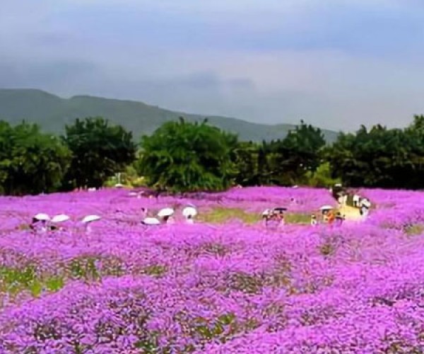 馬鞭草花海